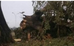 Fortes pluies à Diass: Un baobab s’effondre sur plusieurs maisons