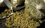 Lutte contre le trafic de drogue : L’OCRTIS de Thiès saisit 102 kg de chanvre indien