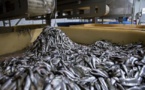 Les usines  menacent nos ressources halieutiques: Il leur faut 5 tonnes de poisson pour produire 1 tonne de farine et 20 kg, pour un litre d’huile