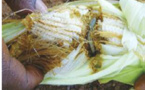 Kolda / La production agricole menacée: Des insectes ravageurs attaquent les céréales