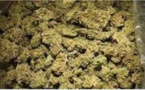 Saisie de 500 g et 19 cornets de chanvre indien
