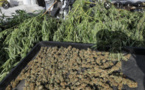 Saly: Un vigile cultivateur de chanvre indien, arrêté