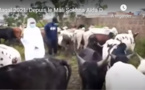 VIDEO/ Magal de Touba 2021: Les bœufs de Sokhna Aïda Diallo, acheminés dans la ville sainte