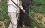 Diass / Consolidation de la relance agricole: Mamadou Ndione satisfait et donne rendez-vous à la récolte