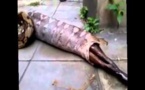 Vidéo: Un serpent régurgite un chien qu’il avait entièrement avalé.