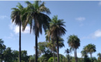 Bignona: Des palmeraies menacées de disparition
