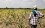 Manque d’engrais, insuffisance de semences, pause pluviométrique, insectes ravageurs…: Des paysans prédisent de très mauvaises récoltes
