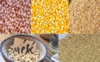 Désarroi des paysans devant le manque d’engrais, l’insuffisance de semences, la pause pluviométrique…: Des avis d’experts