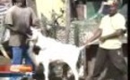 Journal de l'économie du lundi 07 Octobre 2013 (Walf-Tv)