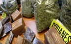 Coup de filets de la Douane : 505 kilos de chanvre indien saisis dans la semaine à Kaolack