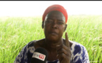 Fouta Tampi ou Welli: Un Documentaire exclusif à suivre sur Leral TV bientôt avec nos envoyés spéciaux