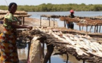 Saint-Louis-Pêche artisanale : les dures conditions de travail des femmes transformatrices