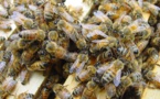 Village de Birkama: Un homme âgé tué par des piqûres d’abeilles