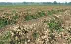 Campagne agricole 2021-2022: Le prix du kg d’arachide plafonné à 250 FCfa