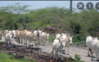 Zones de pâturage: Des concertations entre l’Administration territoriale, les collectivités territoriales, les agriculteurs et les éleveurs, sollicitées