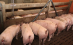 Une nouvelle qui tempère l’opération «Mbam xuux» de Macky Sall: Une pénurie de porcs due aux exportations massives vers la Guinée-Bissau signalée