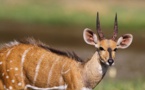Criminalité faunique à la frontière sénégalo-gambienne: Une antilope découverte et saisie dans un carton à Keur Ayib