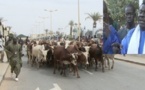 [Vidéo] Magal 2013: Les Thiantacounes débarquent à Touba avec des milliers de boeufs