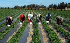 Production Maraichère : Les acteurs déplorent la hausse des intrants