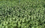 Lutte contre le trafic de stupéfiants à Bignona: L’armée détruit six vastes champs de cannabis et arrête un suspect