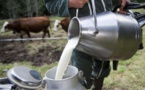 Production du lait: Seuls 2 à 3 % du lait sont collectés dans l’espace Cedeao