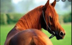 Drame à Diourbel: Un voleur de cheval lynché