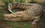 Factick : Les sapeurs pompiers mettent un crocodile hors d’état de nuire à Ndiaye Ndiaye Wolof