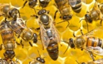 Diamniadio: Un vigile de la société TSK tué par des abeilles