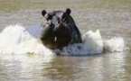 Tambacounda : Un hippopotame tue un "naïm" 