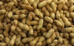 Dernière minute : L’Etat du Sénégal et les huiliers trouvent enfin un terrain d’entente pour la commercialisation de l'arachide