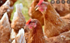 Aviculture / Hausse du prix de l’aliment et de la volaille: Les acteurs alertent et disent NON