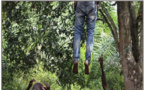 Drame à Bambey: A. Faye, âgé de 66 ans, s’est pendu à un arbre