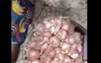 Première récolte dans le Périmètre Agricole Communautaire (PAC) aménagé par le PUDC à Dare Salam Fodé (Vidéo)