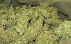 Terminus de Yoff : La police met la main sur un dealer avec 12 Kg de chanvre
