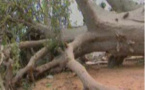Drame à Thiès:  Une jeune fille Aby Cissé meurt écrasée par un baobab centenaire