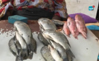 Reportage du jour: rareté du poisson à cause du vent, dans un contexte de marasme économique