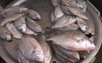 Mbour / Rareté et cherté du poisson : Climat et bateaux étrangers imposent leur diktat aux jeûneurs