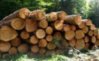 Kolda : Trois trafiquants de bois épinglés et écroués