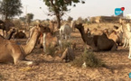 Guéoul: Les nomades maures veulent se sédentariser et avoir des parcelles dans cette localité