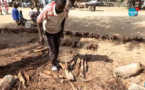 Lompoul: Le bois de chauffe fait oublier la pénurie de gaz