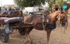 Kébémer: Les charrettes au ralenti, avec des taxes lourdes et la police qui les...