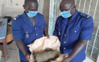 Trafic de drogue : 860 kg de chanvre indien saisis par la Gendarmerie nationale