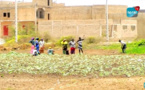 Maraîchage : entre la cherté des produits et la mauvaise qualité, le plaidoyer des cultivateurs qui.....