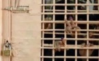 Audio - Bambey : Deux frères arrêtés pour viol suivi de grossesse sur une mineure