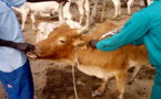 Lutte contre l’insécurité : Comment la Police a démantelé un gang de voleurs de bétail à Sinthiou Mbadane Peulh