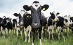 Vol de bétail : Un vieux de 65 ans vole des vaches estimées à plus de 3 millions FCfa