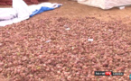 Louga : A Potou, les producteurs d'oignons commencent à "pleurer" à cause du manque de...