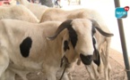 Daral Touba / Moutons: les prix hors de portée des clients, les Tefanké disent le contraire