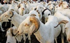 Vol de bétail à Diogo: La Brigade de proximité cravate 2 individus avec 8 moutons de race