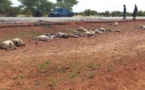 Axe Dahra-Linguère: 55 moutons écrasés par un camion fou
